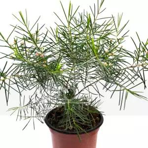 왁스플라워 솔매 매화 나무 화분 호주 야생화 꽃 향기 공기정화 식물 키우기