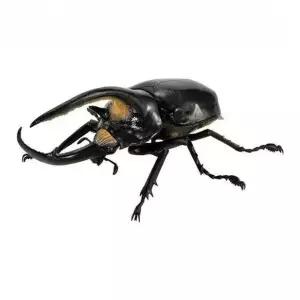 난초사마귀 피규어 곤충 생물도감 모델 동물 잎사귀 유충 꼬임 난초 생물대도감 셀프 고엽란