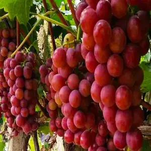 포도나무(루비로망)_접목1년(뿌리묘)/유실수/정원수/묘목/K0126