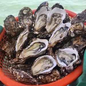 겨울 제철 국내산 여수 석화 10kg 세척 각굴 석굴