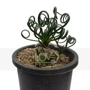 알부카스피랄리스 구근 꽃 향기 다육이 종류 아프리카 식물 인테리어 화분