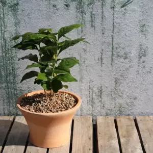 커피나무 커피나무토분- 토분에 커피씨앗 커피콩 모종 집먼지제거