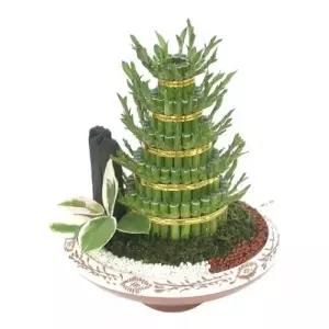 젠틀맨플라워 개운죽 g004 공기정화식물관엽식물화분배달개업화분추천창업선물개업선물