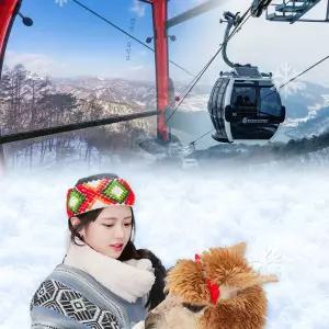 [강원] 삼악산케이블카X알파카월드 PKG/강원가볼만한곳/데이트/여행/체험/동물원/춘천/홍천/테마파크