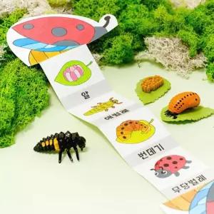 곤충 한살이 성장 북아트 피규어포함어 실내활동 자연탐구 교육 관찰일지 세트