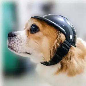 강아지 헬멧 M 애견 아웃도어 외출 패션소품 모자목걸이 촬영용품 펫용품 장식