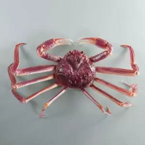 모형 식당 대게 바닷가재 사이즈 해산물 소품 장식 킹크랩