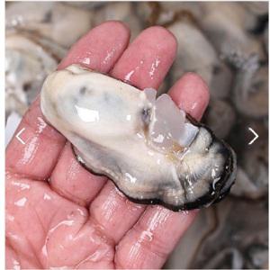 통영 제철 햇생굴(중대굴) 1kg 깔끔세척 소포장 당일작업