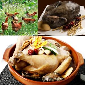 살아있는 토종닭 생닭 2.3kg 내외 닭백숙 삼계탕용 시골토종 장닭 몸보신용 [백숙재료 무료]