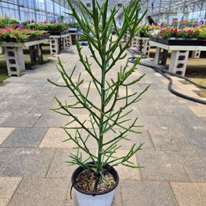 유포르비아 청산호 연필선인장 다육이