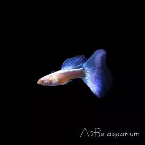 [에이투비]알비노 네온 블루 구피 / 준성어 / 한쌍