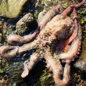 통영 장보고닷컴 자연산 싱싱 돌문어 1kg (1~4미) 활문어