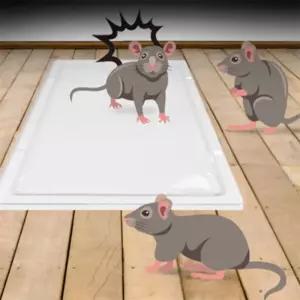 모아위드 쥐 끈끈이 쥐잡기