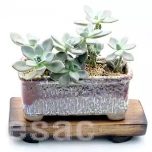 도자기 F 1 감성 국내산 기품있는화분집화분 예쁜 다육 식물 선물 장식 디자인 꾸미기 정원 인테리어 거실