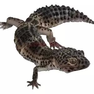 도마뱀 파충류 모형 게코 피규어 생물 레오파드 고퀄리티 피규어