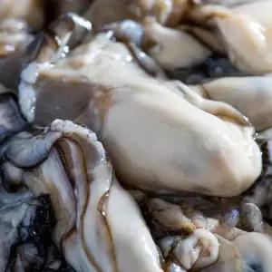 [밋앤밀] 고흥 산지직송 생굴 2kg