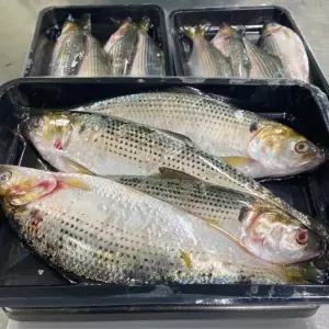 [NS홈쇼핑]국내산 전어 급냉 1kg[35100565]