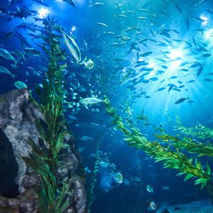 제주허브닷컴 - 아름다운 바다의 별) 아쿠아플라넷 투어 제주도관광  패키지 2일 (매일출발, 선착순 예약마감)