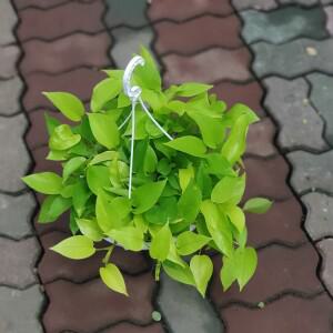 형광스킨답서스 중대품 35~55cm 129 공중식물   미세먼지제거식물