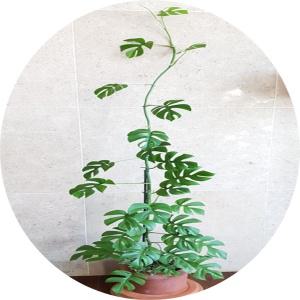 히메몬스테라/화분분갈이제품/새집입주/가습효과/새집증후군/계절별 상태 숙지후 구매