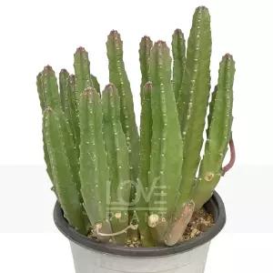 대화서각(중품) 우각 선인장 서우각 스타펠리아 특이한 다육이 꽃 다육 식물