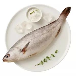 [롱키원][산지직송] 여수 국내산 반건조 통민어 230g ~300g 내외