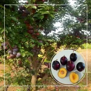 서울농원묘목/체리나무 바이오체리 나무 3년생 흑등금 결실주 분묘