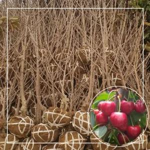 서울농원묘목/왜성 러시아8호 체리나무 3년생 분묘 대목 강산16호