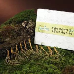[삼모아] 실속 산양산삼 5-6년근 10뿌리(가족세트)