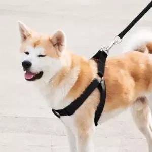 대형견 하네스 리드줄 세트 XS 사이즈조절 목줄 안전