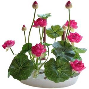 연꽃 수생식물 키우기 미니연꽃 수중 화단 영 미니