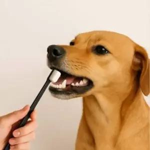 펫프랜 반려동물 초미세 만모 칫솔 블랙 반려동물칫솔 강아지양치