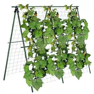 애플수박 오이 호박 토마토 오이망 넝쿨 넝쿨식물 지주대