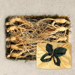 [롯데백화점]오초록 풍기인삼 6년근 수삼 선물세트 3호 (750g, 9-10편, 1채)