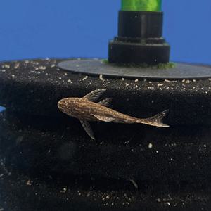 티아쿠아 열대어 리오네그로 오토싱 1마리 이끼청소물고기 관상어