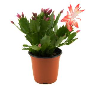 감동샵 게발선인장 실내 공기정화식물 미세먼지제거