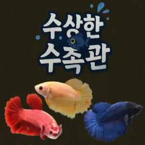 [수상한수족관] [하프문베타 ] 신호등(빨.노.파) 하프문 베타암컷/ 3마리세트 /색상 랜덤발송 