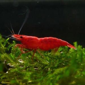[행운수족관]관상 새우, 레드 사쿠라[슈퍼체리, 8마리]