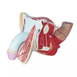 비뇨기과 병원 남성 생식기 신체 해부 단면 모형 예술