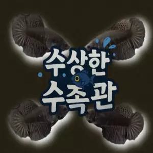 [수상한수족관] [하프문베타 ]솔리드색상 블랙 하프문 암컷 베타 / 1마리 / 랜덤발송