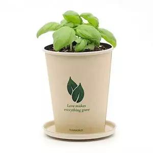 [골드스마일]초보자 반려 식물 키우기 테이블 식물 키우기 세트 화분 키트