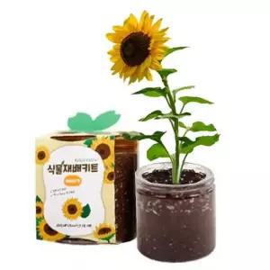 B식물키우기 11종 재배키트 미니화분 꽃피우기 만들기