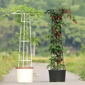 장미 오벨리스크 지지대 가든 포도나무 아치 펜스