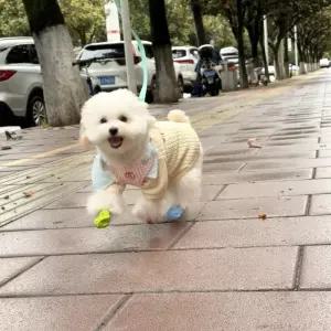 신기편한 강아지신발 산책양말 방수 눈 양말 야외 반려동물