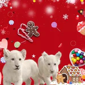 [특가] 대구 네이처파크 이용권/경북/동물원/테마파크/놀이공원/가볼만한곳/체험/대구여행/아이와함께