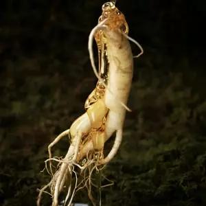 프리미엄 한뿌리 홍삼정과 20g 6개입 갱년기 선물세트