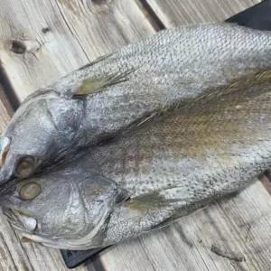 국내산 반건조 1미 민어 특대