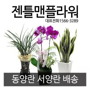 동양란 서양란 개업화분 서양난 동양난 꽃배달