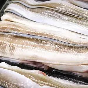 [통영수산물시장][통영수산물시장] 통영 활장어(특대) 2~3미 700g내외 [+소스2종]