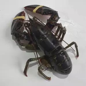 활 랍스터 랍스타 1미